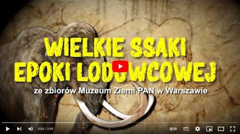 Wielkie ssaki epoki lodowcowej - zapowiedź