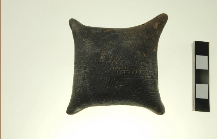 grzechotka_poduszkowata