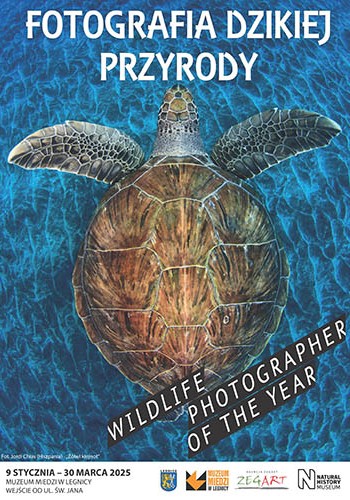 FOTOGRAFIA DZIKIEJ PRZYRODY